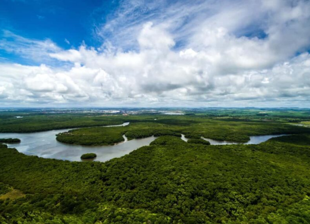 Lush green canopy and river winding through the Amazon rainforest